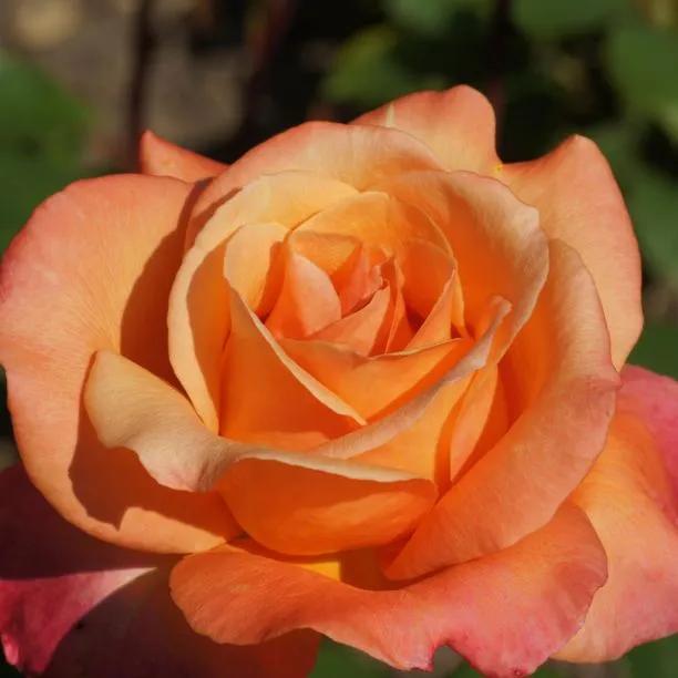 Peach Melba Rose (Rosa Peach Melba)